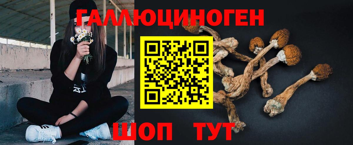 Галлюциногенные грибы Psilocybine cubensis Ярцево